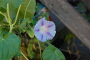 marie_020