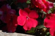 marie_076