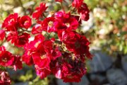 marie_090