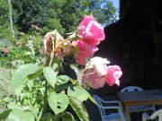 nedim_046
