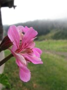 lucas_042