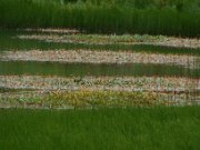 z_laura-od_029
