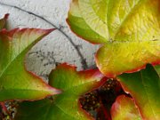 z_laura-od_124