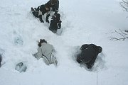 IMG_4978