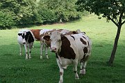 IMG_6223